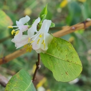 Lonicera fragrantissima at Phillip, ACT - 3 Aug 2023 11:52 AM