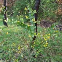 Lonicera fragrantissima at Phillip, ACT - 3 Aug 2023 11:52 AM