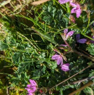 Erodium cicutarium (Common Storksbill, Common Crowfoot) at The Pinnacle - 3 Aug 2023 by CattleDog