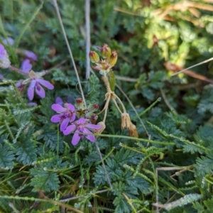 Erodium cicutarium at Belconnen, ACT - 3 Aug 2023 10:15 AM