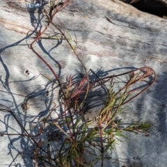 Haloragis heterophylla (Variable Raspwort) at The Pinnacle - 3 Aug 2023 by CattleDog