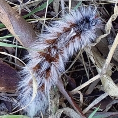 Anthela varia (Hairy Mary) at Woodstock Nature Reserve - 30 Mar 2023 by RobParnell