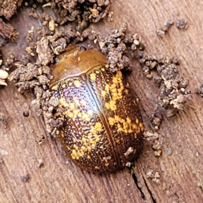 Paropsis aspera (Eucalyptus Tortoise Beetle) at O'Connor, ACT - 3 Aug 2023 by trevorpreston