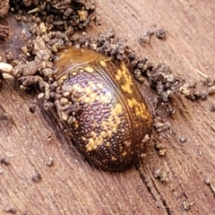 Paropsis aspera at O'Connor, ACT - 3 Aug 2023 12:45 PM