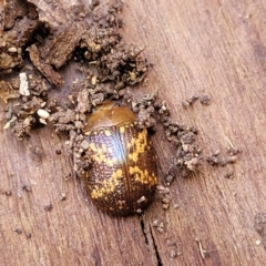 Paropsis aspera at O'Connor, ACT - 3 Aug 2023 12:45 PM