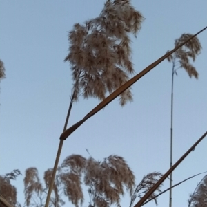 Phragmites australis at Tuggeranong, ACT - 3 Aug 2023