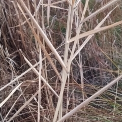 Phragmites australis at Tuggeranong, ACT - 3 Aug 2023