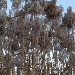 Phragmites australis at Tuggeranong, ACT - 3 Aug 2023