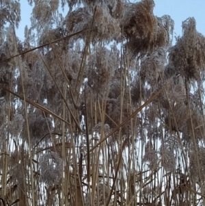 Phragmites australis at Tuggeranong, ACT - 3 Aug 2023