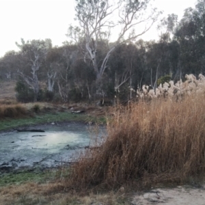 Phragmites australis at Tuggeranong, ACT - 3 Aug 2023