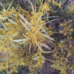 Acacia rubida (Red-stemmed Wattle, Red-leaved Wattle) at Tuggeranong, ACT - 3 Aug 2023 by KumikoCallaway