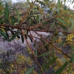 Acacia rubida at Tuggeranong, ACT - 3 Aug 2023