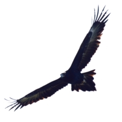 Aquila audax (Wedge-tailed Eagle) at Woodstock Nature Reserve - 3 Aug 2023 by Thurstan