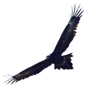 Aquila audax at Belconnen, ACT - 3 Aug 2023 01:51 PM