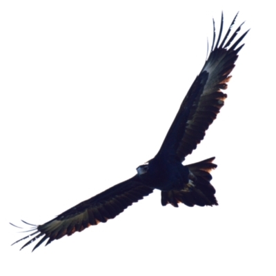 Aquila audax (Wedge-tailed Eagle) at Belconnen, ACT - 3 Aug 2023 by Thurstan