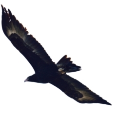 Aquila audax at Belconnen, ACT - 3 Aug 2023 01:51 PM