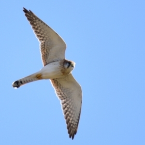 Falco cenchroides at Belconnen, ACT - 3 Aug 2023 01:55 PM