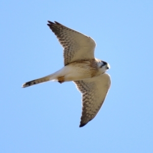 Falco cenchroides at Belconnen, ACT - 3 Aug 2023 01:55 PM