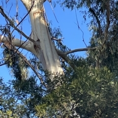 Callocephalon fimbriatum (Gang-gang Cockatoo) at O'Connor, ACT - 3 Aug 2023 by ibaird