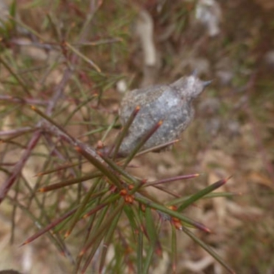 Hakea decurrens subsp. decurrens (Bushy Needlewood) at Greenway, ACT - 1 Aug 2023 by coljet