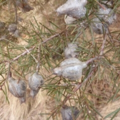 Hakea decurrens subsp. decurrens at Greenway, ACT - 2 Aug 2023