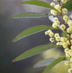 Acacia rubida (Red-stemmed Wattle, Red-leaved Wattle) at Red Hill, ACT - 3 Aug 2023 by JimL