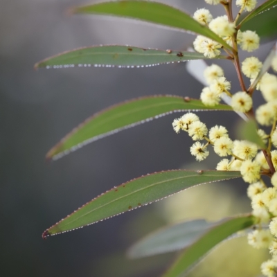 Acacia rubida (Red-stemmed Wattle, Red-leaved Wattle) at Red Hill, ACT - 3 Aug 2023 by JimL