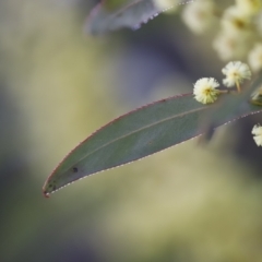 Acacia rubida at Red Hill, ACT - 3 Aug 2023