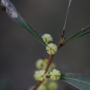 Acacia rubida at Red Hill, ACT - 3 Aug 2023