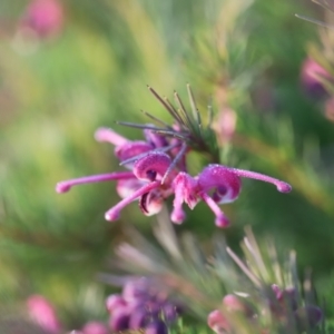 Grevillea rosmarinifolia subsp. rosmarinifolia at Red Hill, ACT - 3 Aug 2023 07:31 AM