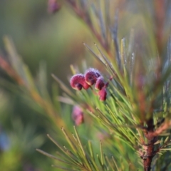 Grevillea rosmarinifolia subsp. rosmarinifolia at Red Hill, ACT - 3 Aug 2023 07:31 AM