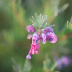 Grevillea rosmarinifolia subsp. rosmarinifolia at Red Hill, ACT - 3 Aug 2023