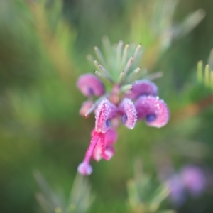 Grevillea rosmarinifolia subsp. rosmarinifolia at Red Hill, ACT - 3 Aug 2023 07:31 AM