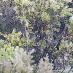 Grevillea rosmarinifolia subsp. rosmarinifolia at Red Hill, ACT - 3 Aug 2023 07:31 AM