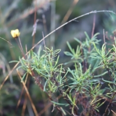 Xerochrysum viscosum (Sticky Everlasting) at Red Hill, ACT - 2 Aug 2023 by JimL