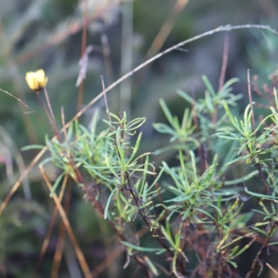 Xerochrysum viscosum (Sticky Everlasting) at Red Hill, ACT - 2 Aug 2023 by JimL