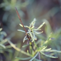 Xerochrysum viscosum at Red Hill, ACT - 3 Aug 2023