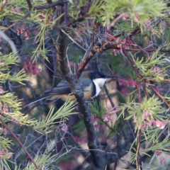 Acanthorhynchus tenuirostris (Eastern Spinebill) at Red Hill, ACT - 3 Aug 2023 by JimL
