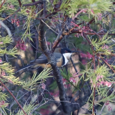 Acanthorhynchus tenuirostris (Eastern Spinebill) at Red Hill, ACT - 2 Aug 2023 by JimL