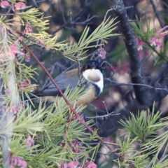 Acanthorhynchus tenuirostris at Red Hill, ACT - 3 Aug 2023