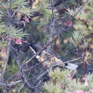 Acanthorhynchus tenuirostris at Red Hill, ACT - 3 Aug 2023