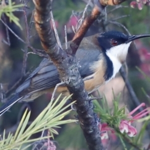 Acanthorhynchus tenuirostris at Red Hill, ACT - 3 Aug 2023