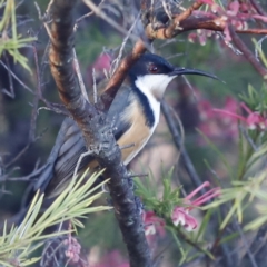 Acanthorhynchus tenuirostris at Red Hill, ACT - 3 Aug 2023 07:42 AM