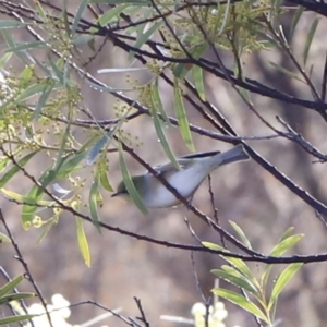 Zosterops lateralis at Red Hill, ACT - 3 Aug 2023