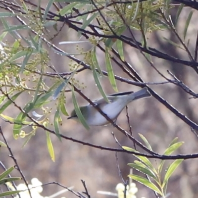 Zosterops lateralis (Silvereye) at Red Hill, ACT - 3 Aug 2023 by JimL