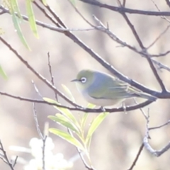 Zosterops lateralis at Red Hill, ACT - 3 Aug 2023