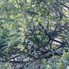 Zosterops lateralis at Red Hill, ACT - 3 Aug 2023