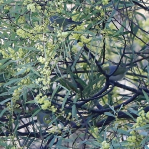 Zosterops lateralis at Red Hill, ACT - 3 Aug 2023