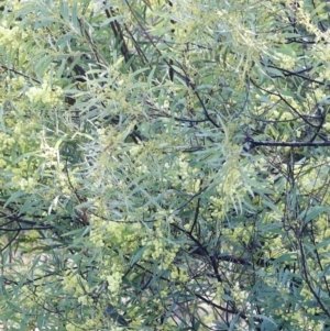 Zosterops lateralis at Red Hill, ACT - 3 Aug 2023