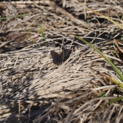 Paralucia spinifera (Bathurst or Purple Copper Butterfly) at Rendezvous Creek, ACT - 31 Jul 2023 by RAllen